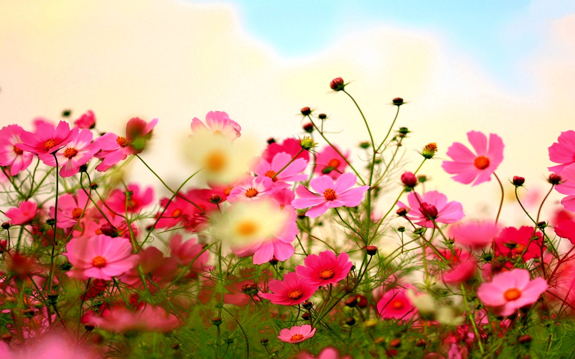 Download Pink Flower Flower Nature Cosmos HD Wallpaper