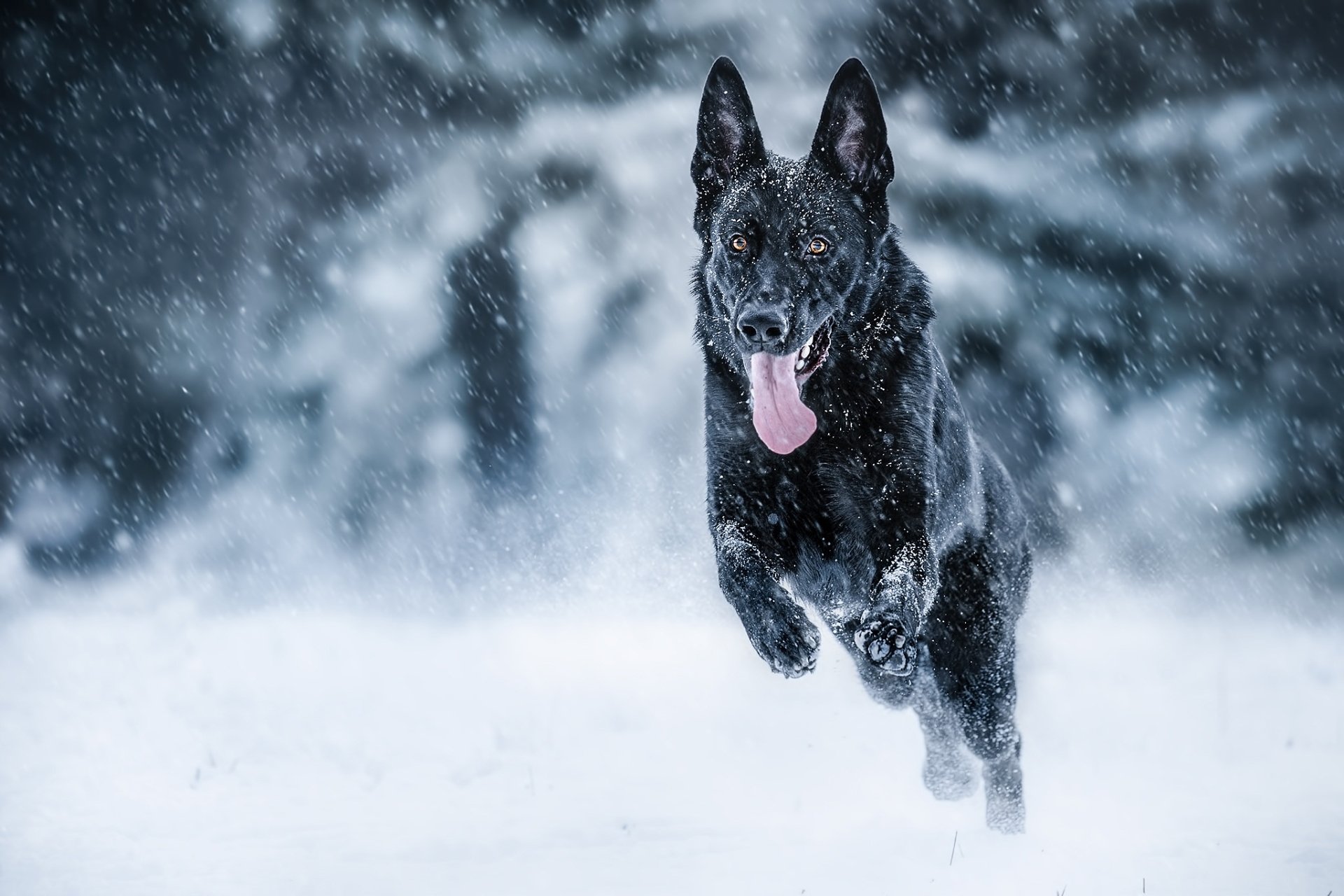 Winter Wonderland German Shepherd HD Wallpaper