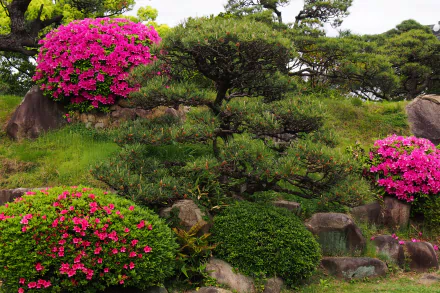 HD desktop wallpaper featuring a lush garden with vibrant azalea bushes in full bloom, surrounded by green plants and trees, creating a picturesque and serene setting.