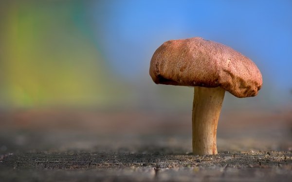 Nature Mushroom Blur HD Wallpaper | Background Image