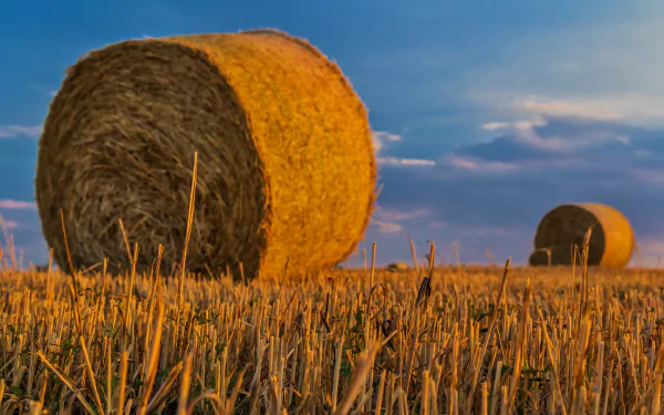 field summer nature haystack HD Desktop Wallpaper | Background Image