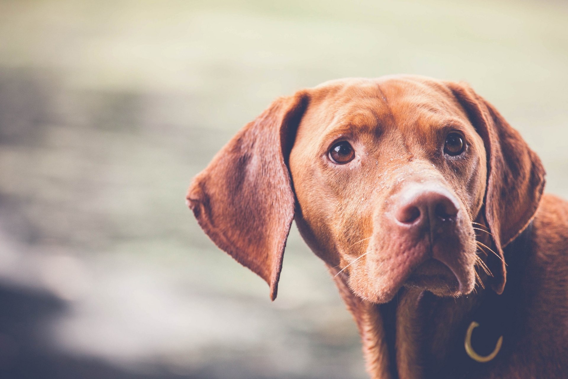 Close-up of a brown dog's muzzle and expressive eyes set against a soft bokeh background — HD PC desktop wallpaper and animal dog portrait.