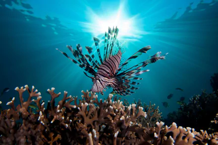 HD underwater desktop wallpaper showing a lionfish swimming near coral reefs with sunbeams penetrating the water.