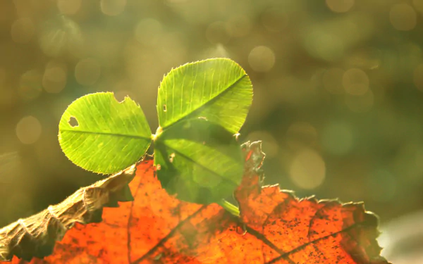 green bokeh nature clover HD Desktop Wallpaper | Background Image