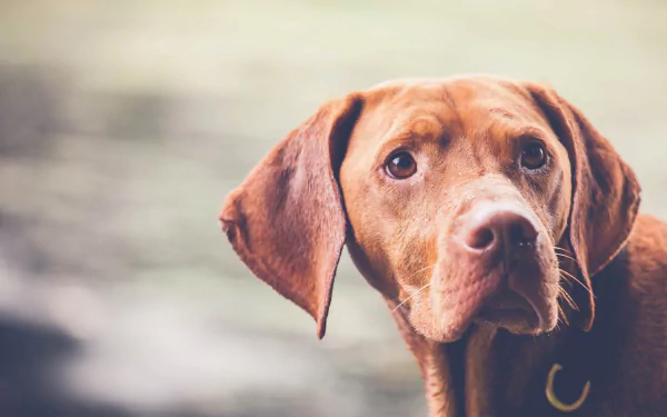muzzle Animal dog HD Desktop Wallpaper | Background Image