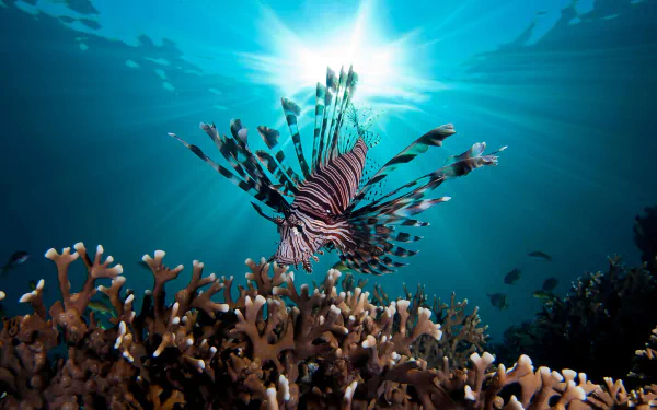 HD underwater desktop wallpaper showing a lionfish swimming near coral reefs with sunbeams penetrating the water.