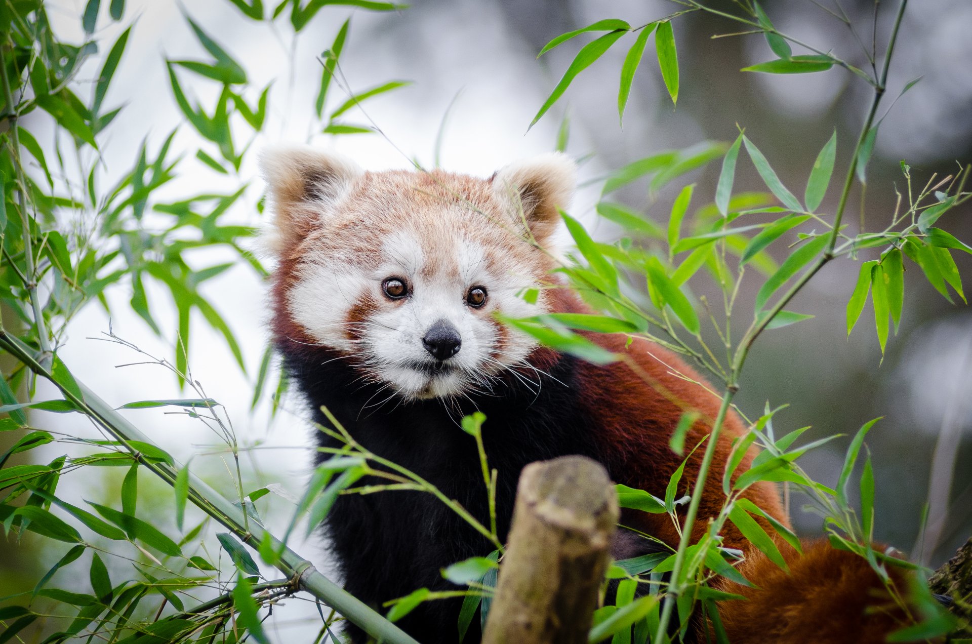 Download Animal Red Panda 4k Ultra HD Wallpaper