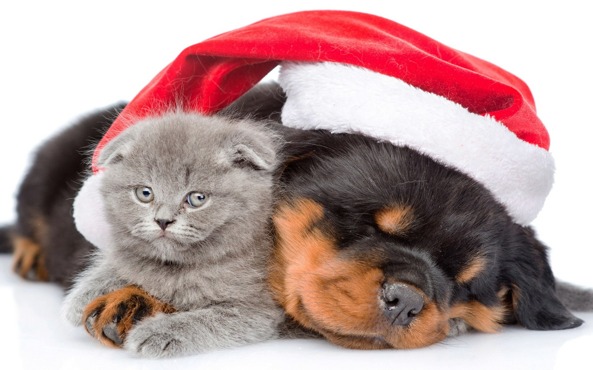A cute gray kitten and a sleeping puppy snuggle together wearing a Santa hat, creating a festive Christmas holiday HD desktop wallpaper background.