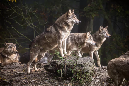 HD desktop wallpaper featuring a pack of wolves standing alert in a forest setting, showcasing their natural behavior and detailed fur textures.