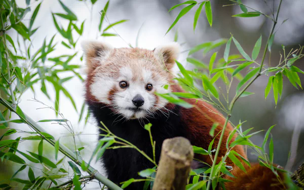 A red panda nestled among green bamboo leaves, captured in sharp detail for a 4K Ultra HD PC desktop wallpaper and background.