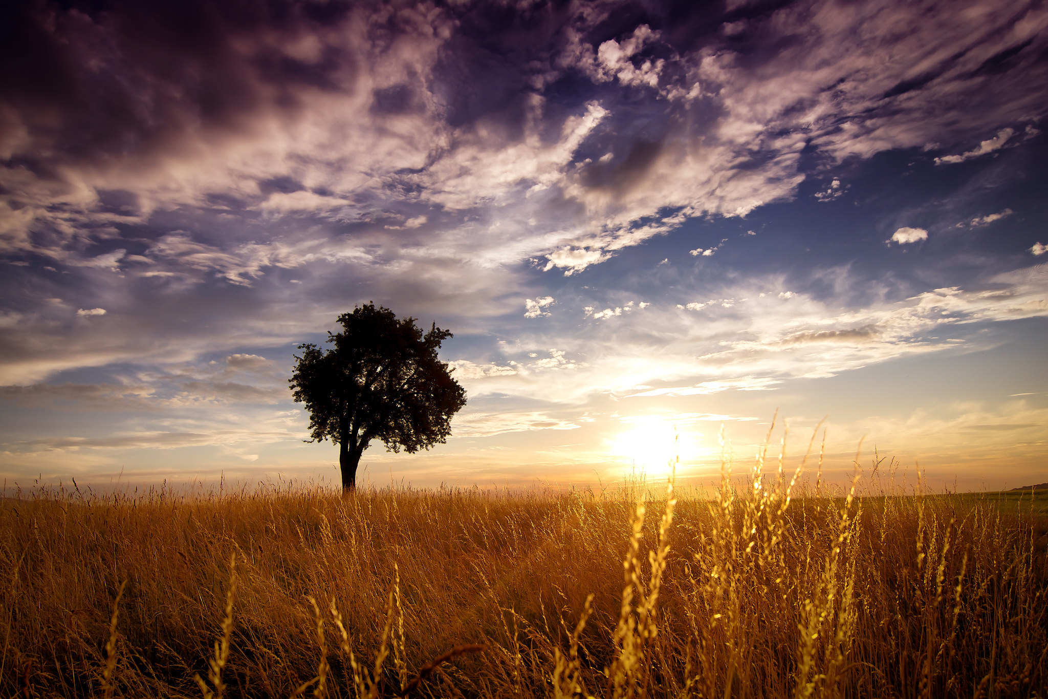 Nature Field HD Wallpaper