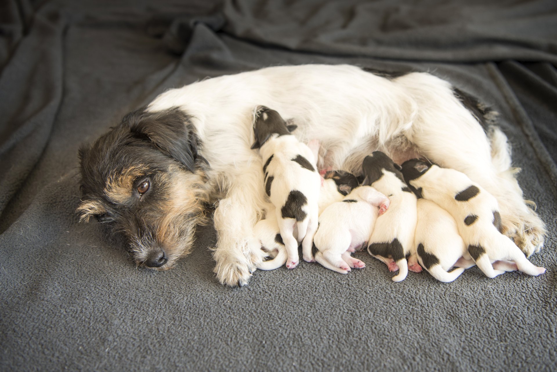 Download Terrier Puppy Baby Animal Animal Dog 4k Ultra HD Wallpaper