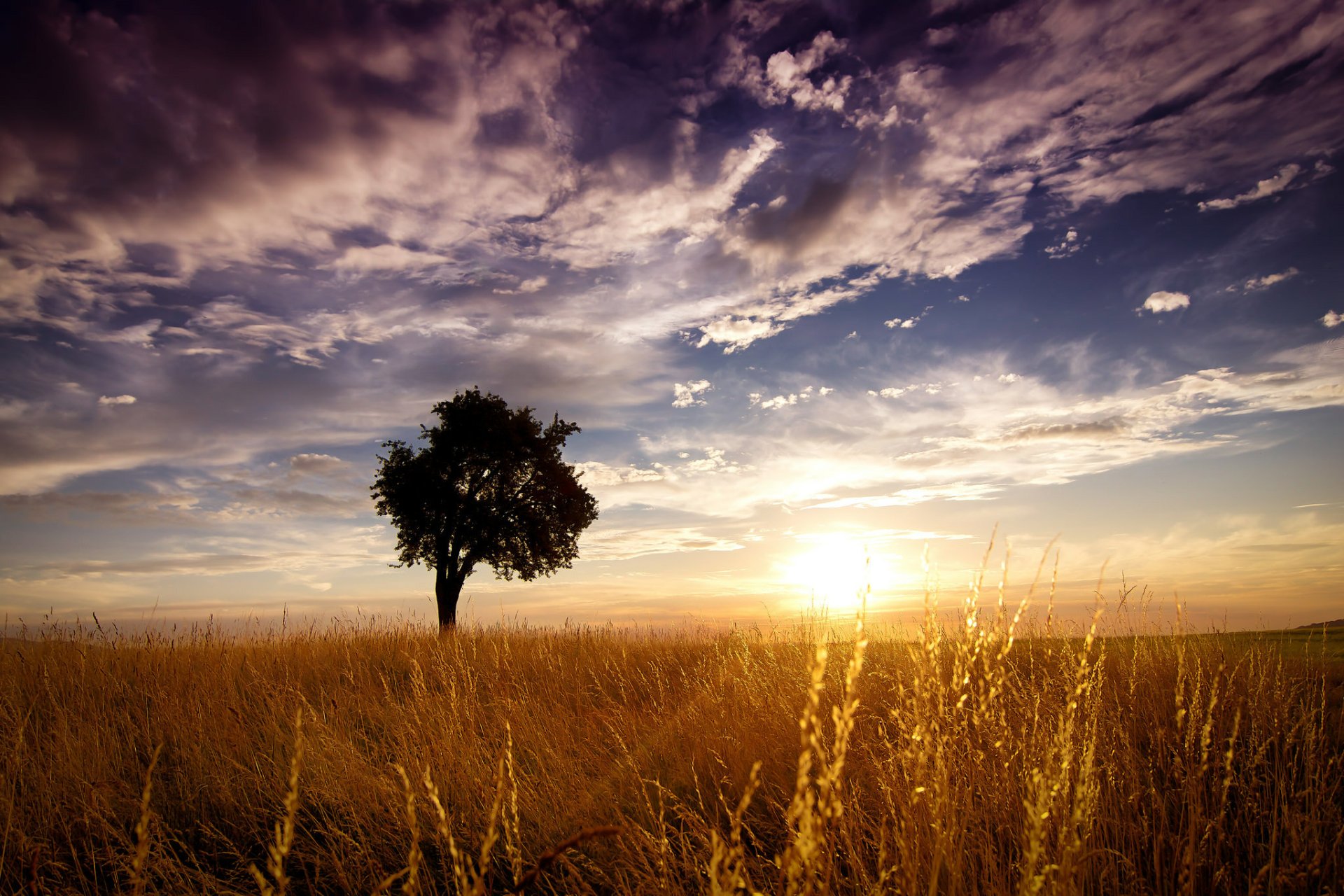 Download Grass Cloud Lonely Tree Sky Summer Sunbeam Tree Nature Field ...