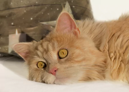resting Animal cat HD Desktop Wallpaper | Background Image