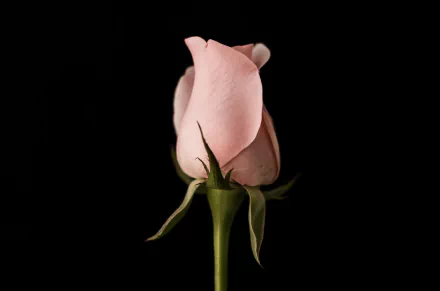  Pink Rosebud