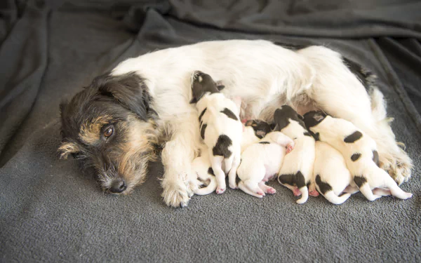 terrier puppy baby animal Animal dog HD Desktop Wallpaper | Background Image