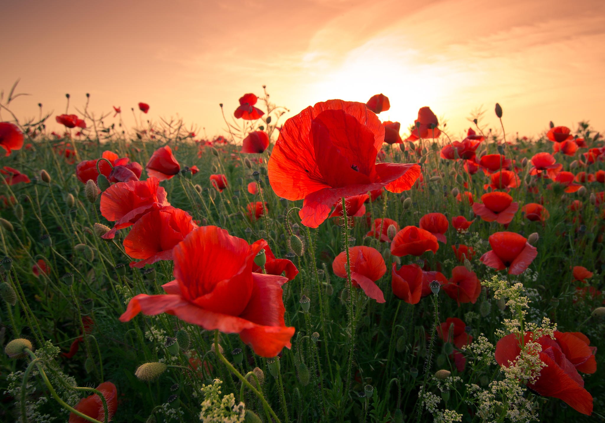 Download Sunrise Flower Red Flower Summer Nature Poppy HD Wallpaper