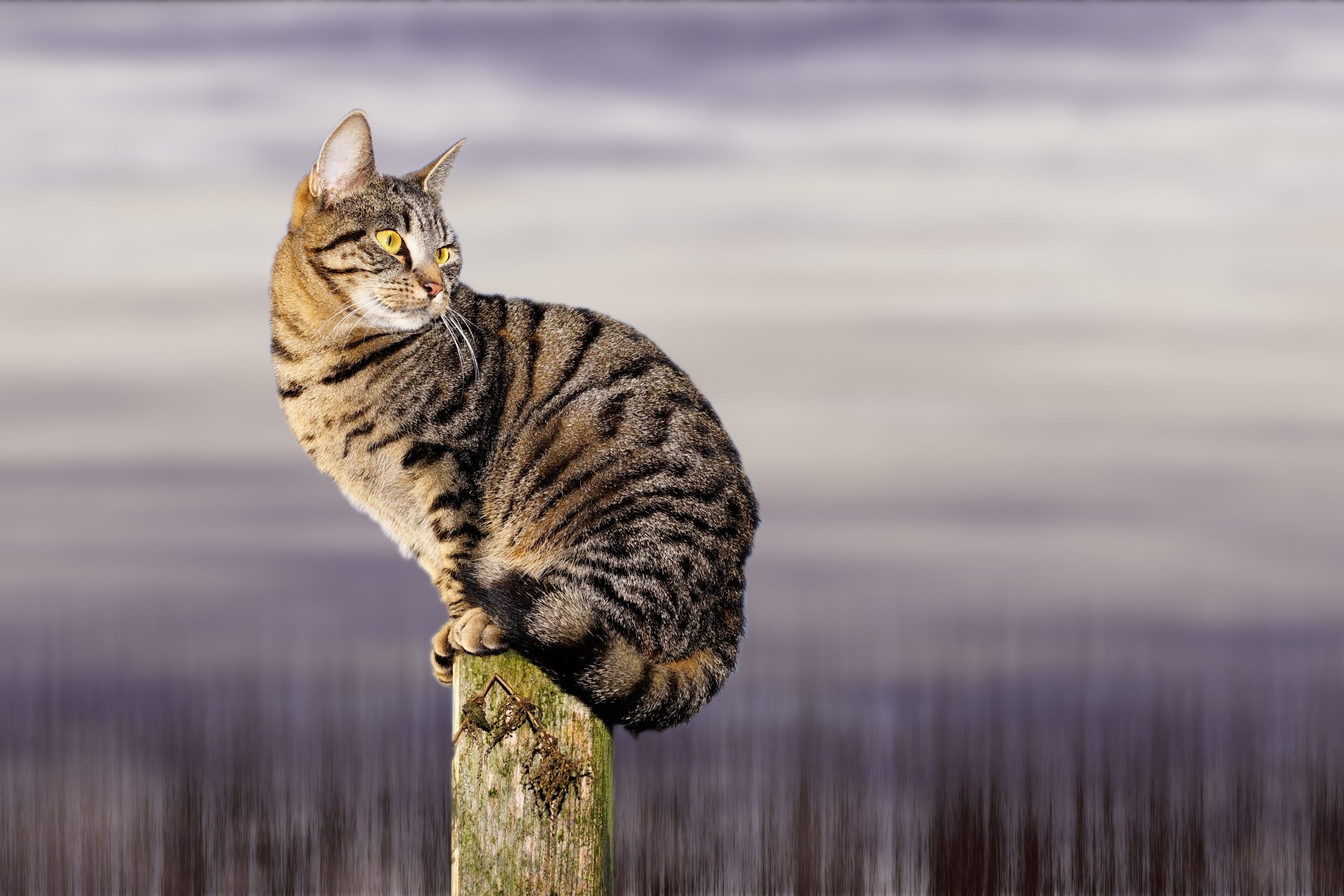 Tabby cat perched on a weathered wooden post against a soft, blurred purple-gray horizon — 5K Ultra HD PC desktop wallpaper and background.
