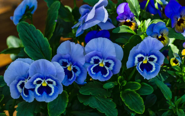 Vibrant blue pansy flowers amid lush green leaves — a nature close-up rendered as a 4K Ultra HD PC desktop wallpaper background.