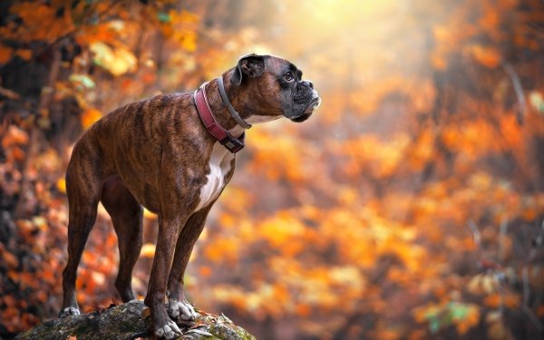 Animal Boxer Dogs Dog HD Wallpaper | Background Image