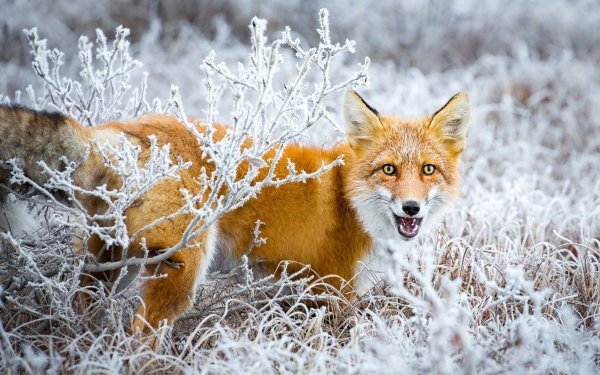 Animal Fox Winter Grass HD Wallpaper | Background Image
