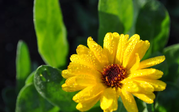 dew drop yellow flower nature flower HD Desktop Wallpaper | Background Image