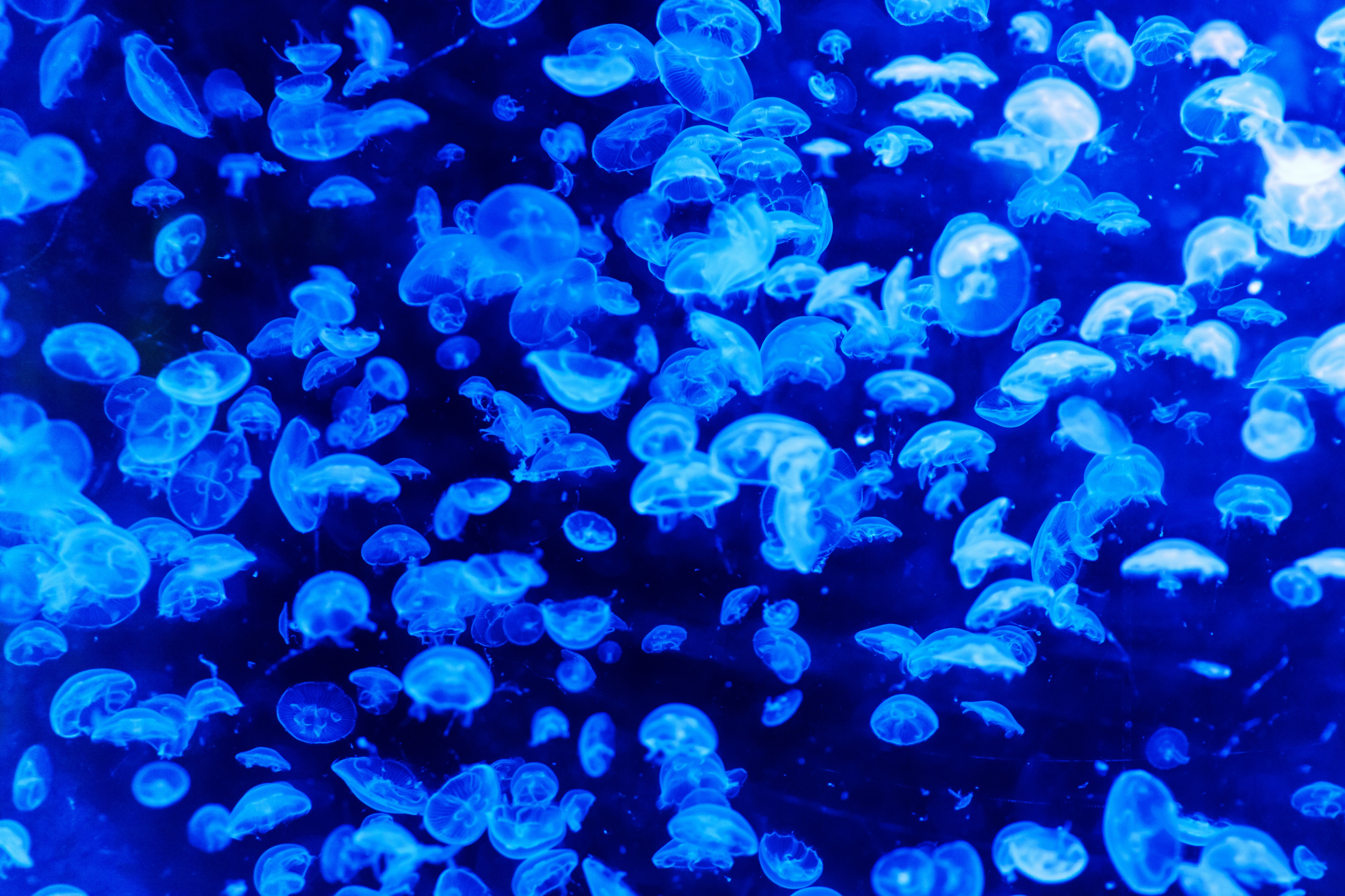 Wallpaper Apple Watch Wallpaper Jellyfish 4k HD wallpaper Lions mane  jellyfish underwater Animals 4479  Page 2