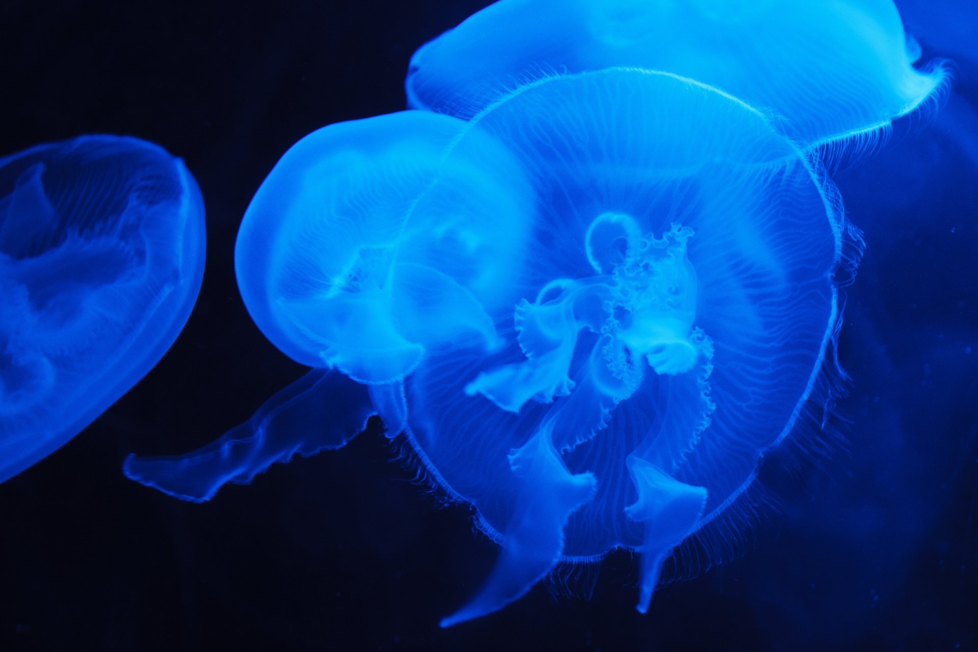 Download Underwater Blue Animal Jellyfish 4k Ultra HD Wallpaper