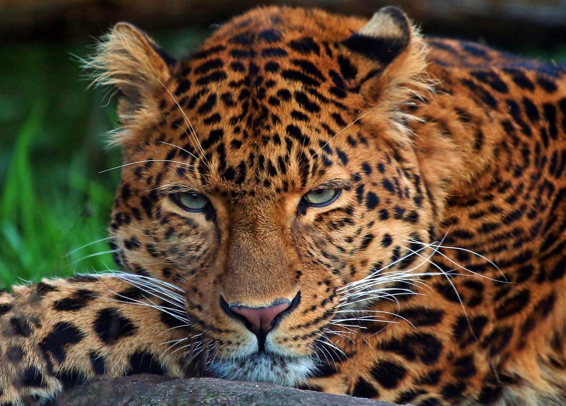 Download Close-up Face Animal Leopard HD Wallpaper
