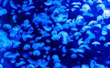 60 4k Ultra Hd Jellyfish Wallpapers Background Images