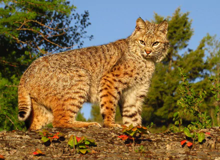Animal lynx HD Desktop Wallpaper | Background Image