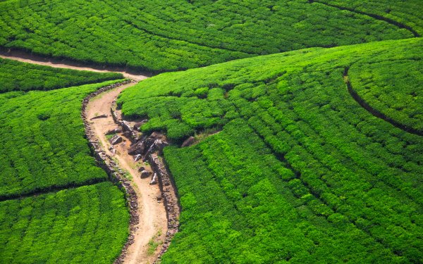 Man Made Tea Plantation Field Nature Hill Path HD Wallpaper | Background Image