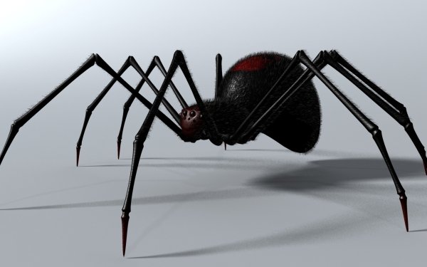 Animal CGI Spider 3D Black Arachnid HD Wallpaper | Background Image