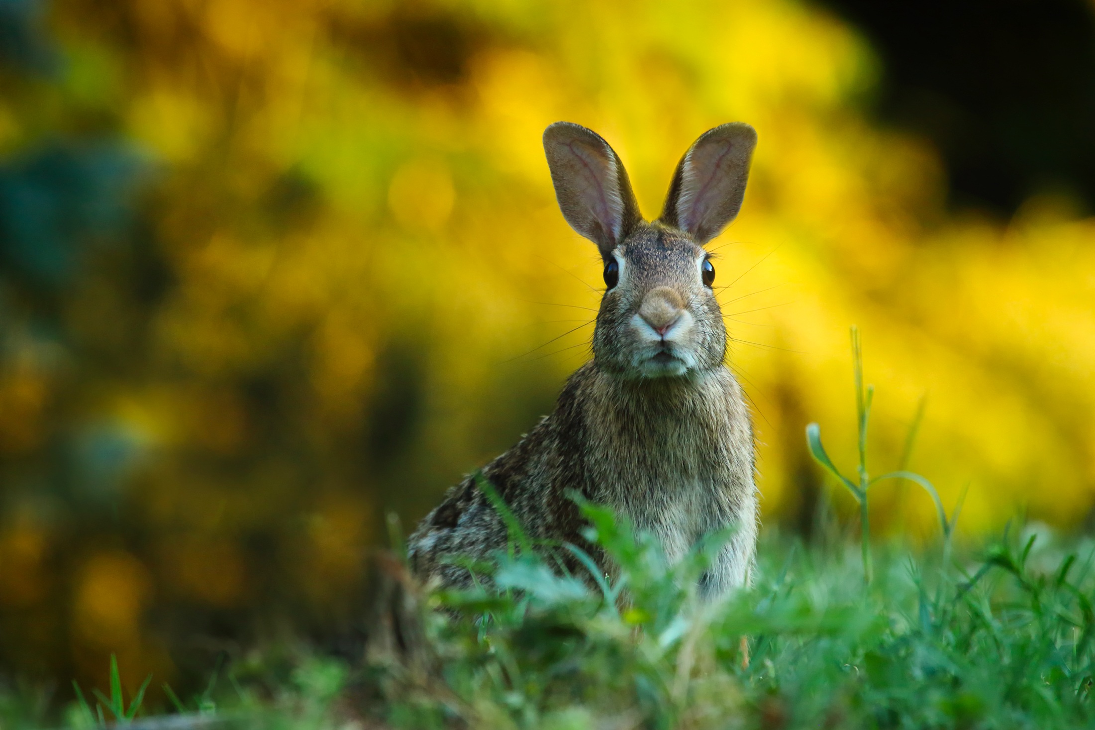 Download Blur Bokeh Rabbit Animal Hare HD Wallpaper