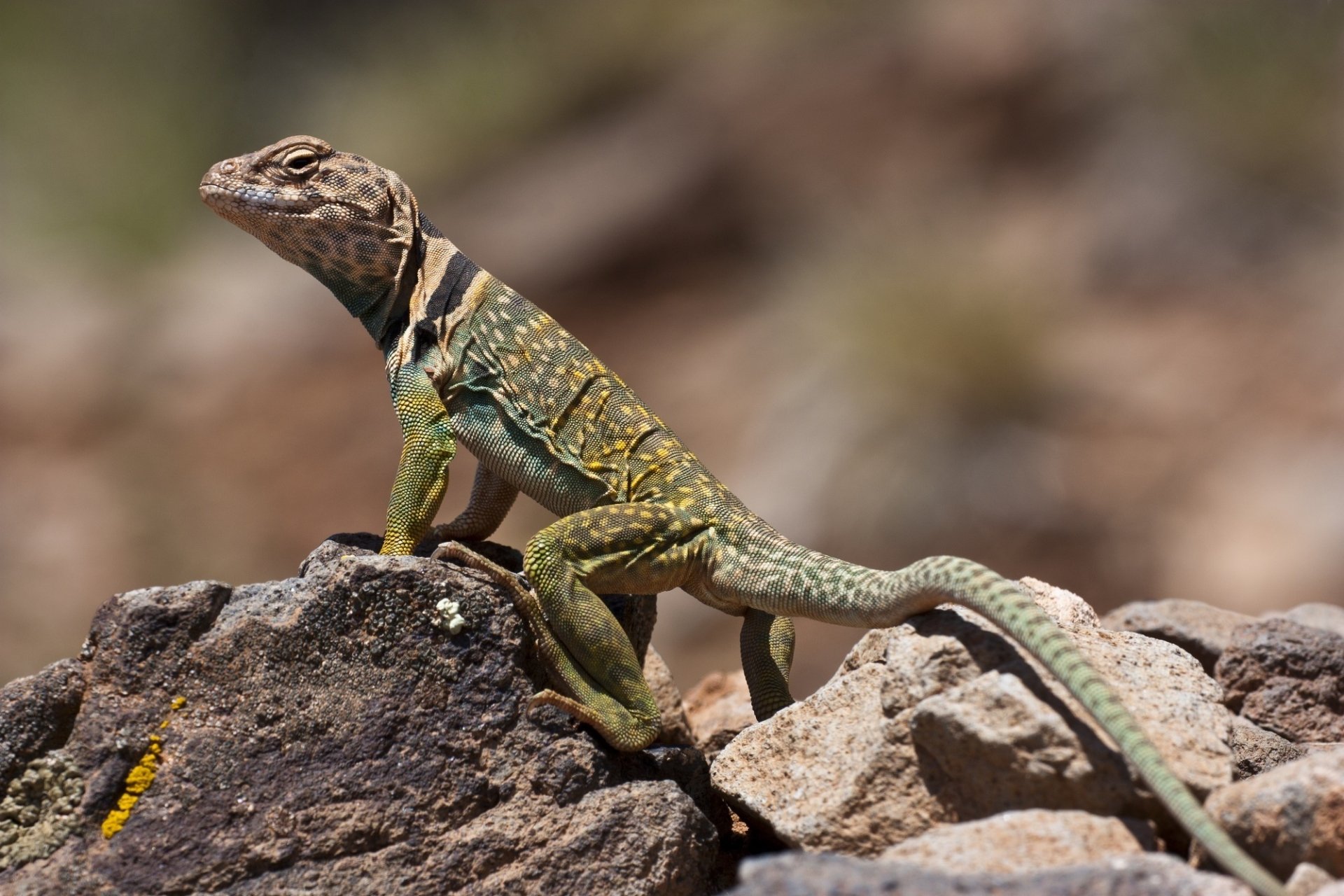 Download Reptile Lizard Eastern Collared Lizard Animal Collared Lizard ...
