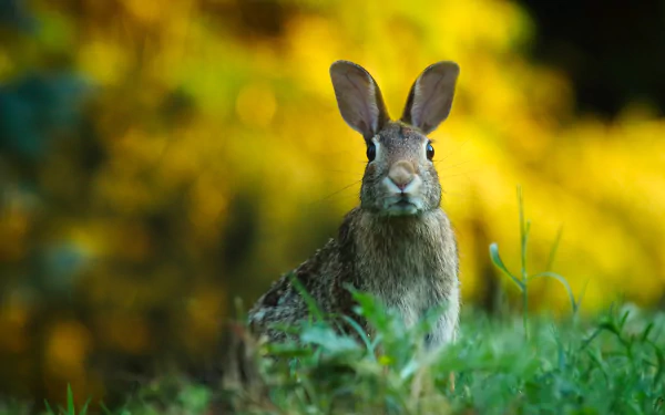  A wild Hare sitting in the grass