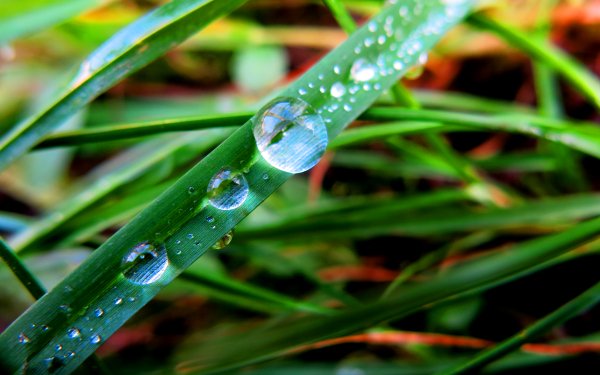 Earth Grass Nature Macro Water Drop HD Wallpaper | Background Image