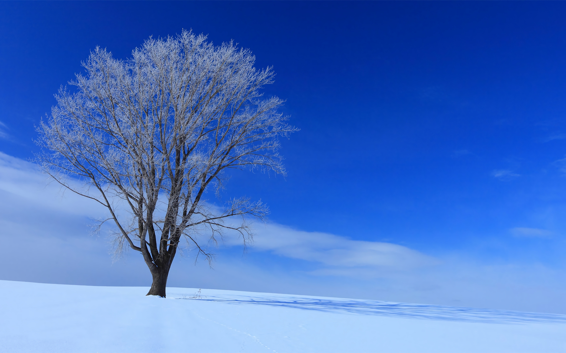 Winter Tree