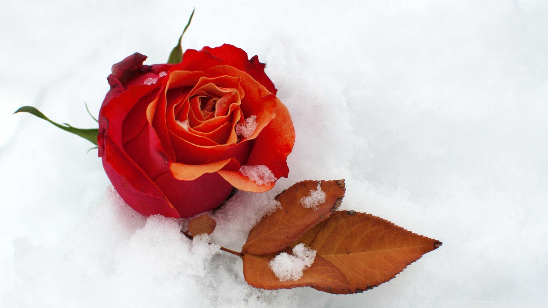 Download Red Rose Leaf Snow Winter Nature Rose Hd Wallpaper