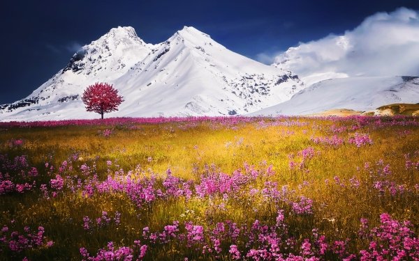Nature Mountain Mountains Snow Tree Lonely Tree Pink Flower Flower Meadow HD Wallpaper | Background Image