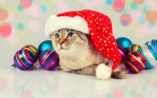 A cat wearing a Santa hat surrounded by colorful Christmas ornaments against a festive, bokeh background. HD desktop wallpaper and background featuring holiday, colors, and Christmas themes.