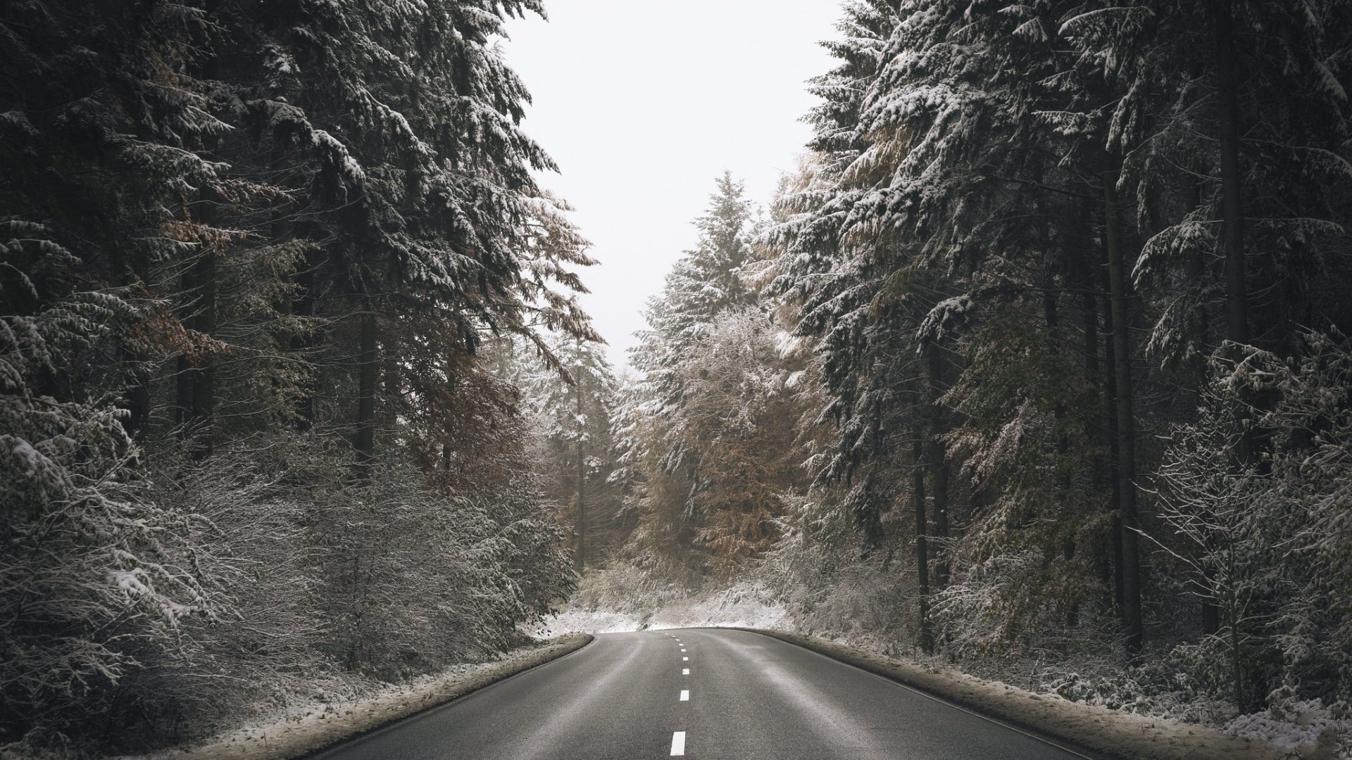 Download Winter Tree Forest Nature Man Made Road HD Wallpaper