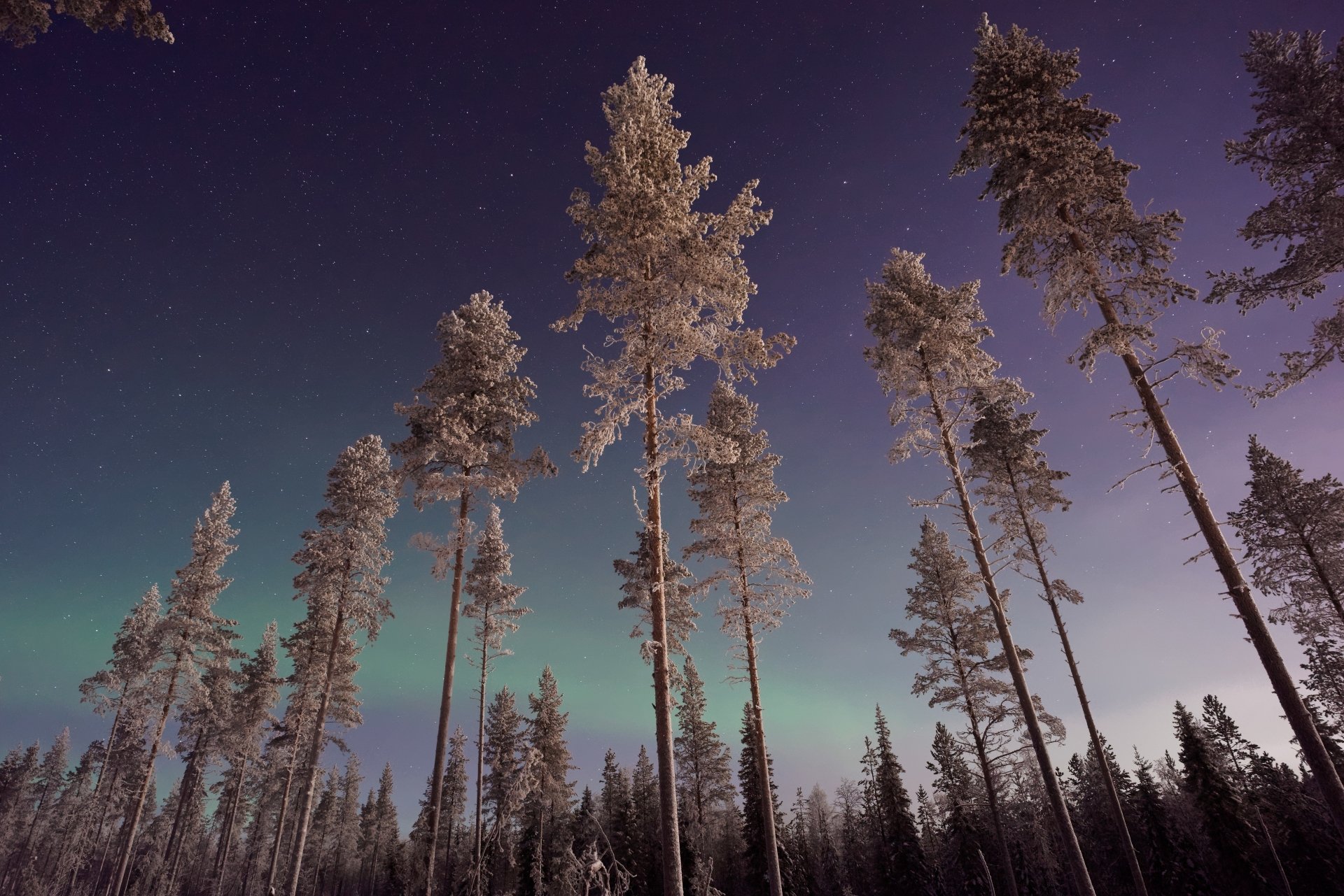 Download Snow Tree Nature Winter 4k Ultra HD Wallpaper | 6682x4459 ...