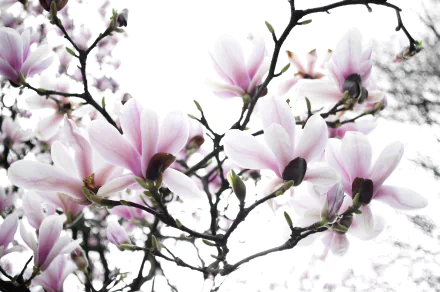 HD desktop wallpaper of delicate pink magnolia flowers in spring, captured in a detailed macro view against a soft, natural background.