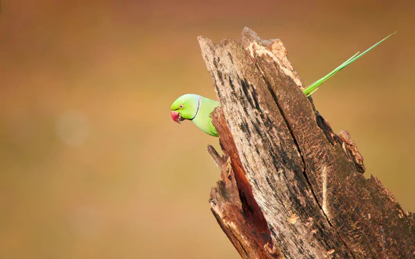 A vibrant rose-ringed parakeet peeks out from behind a textured piece of wood, set against a softly blurred background, making it a stunning HD desktop wallpaper.