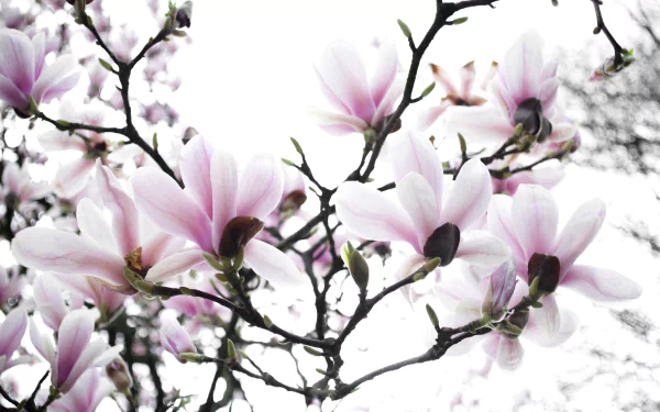 HD desktop wallpaper of delicate pink magnolia flowers in spring, captured in a detailed macro view against a soft, natural background.