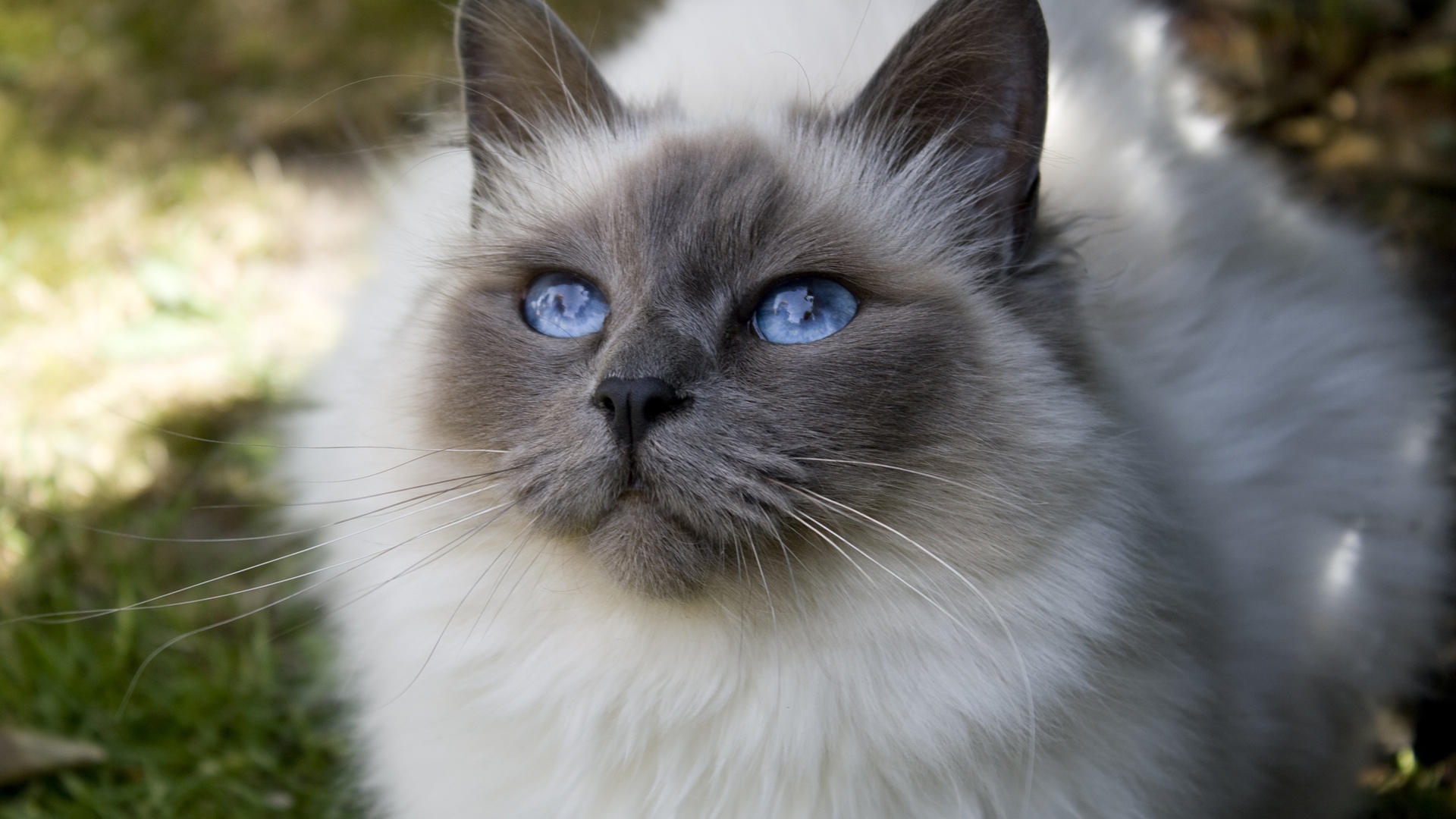 Download Blue Eyes Animal Cat HD Wallpaper