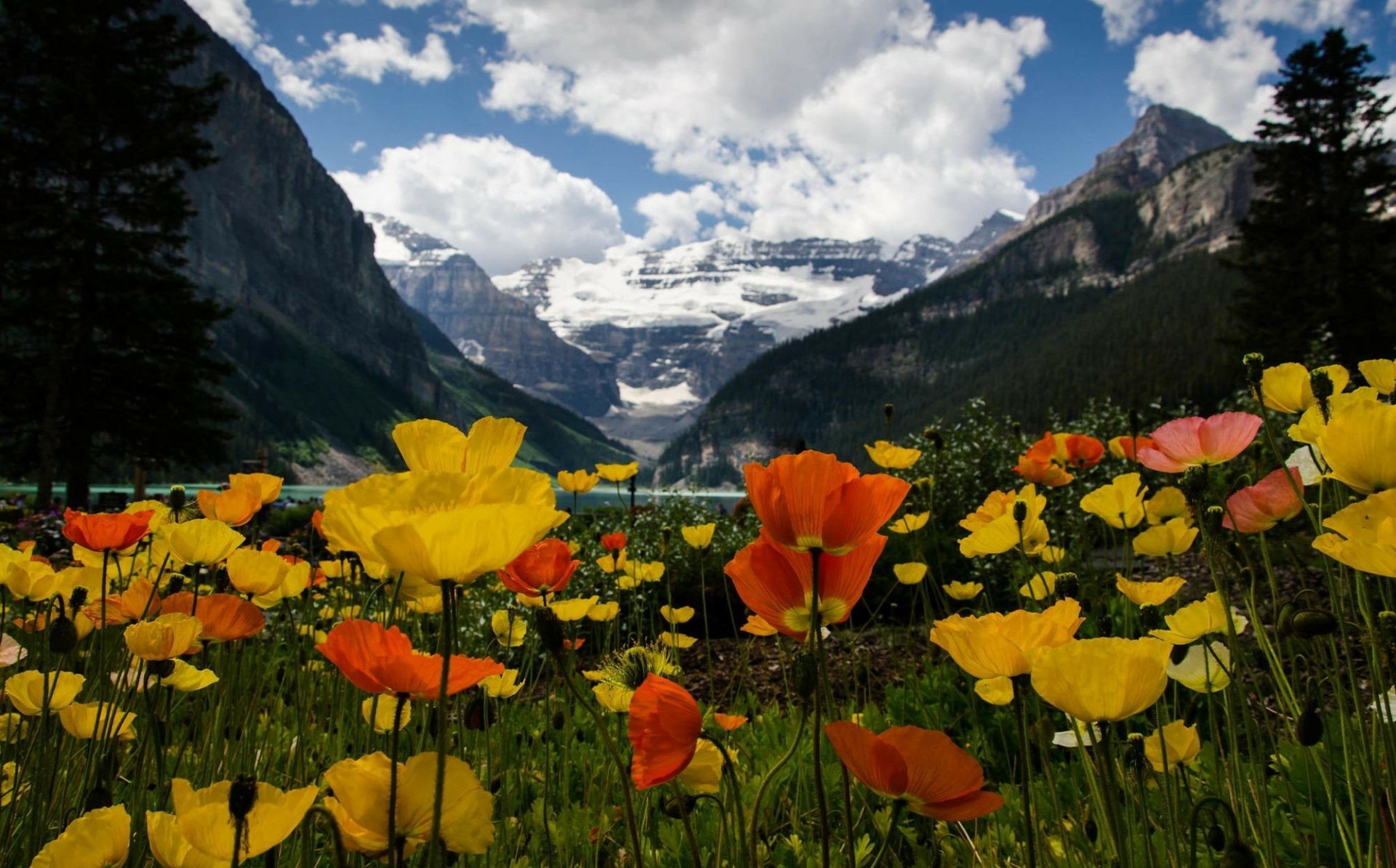 Colorful Poppies in the Mountains