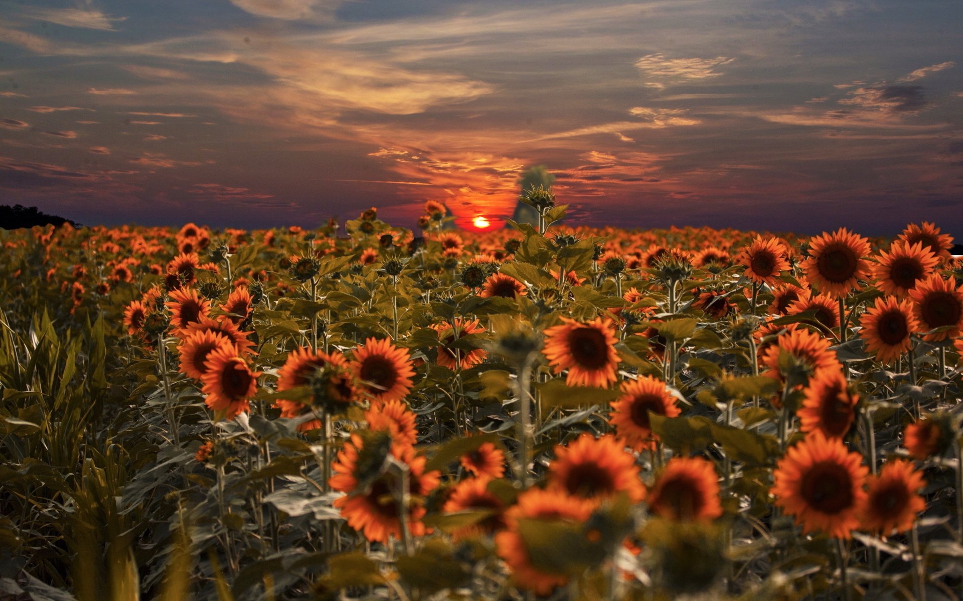 Sunset Over Sunflower Field