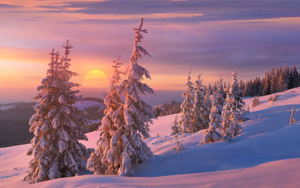 HD desktop wallpaper of a winter landscape featuring snow-covered trees under a vibrant sunset sky with the sun near the horizon.